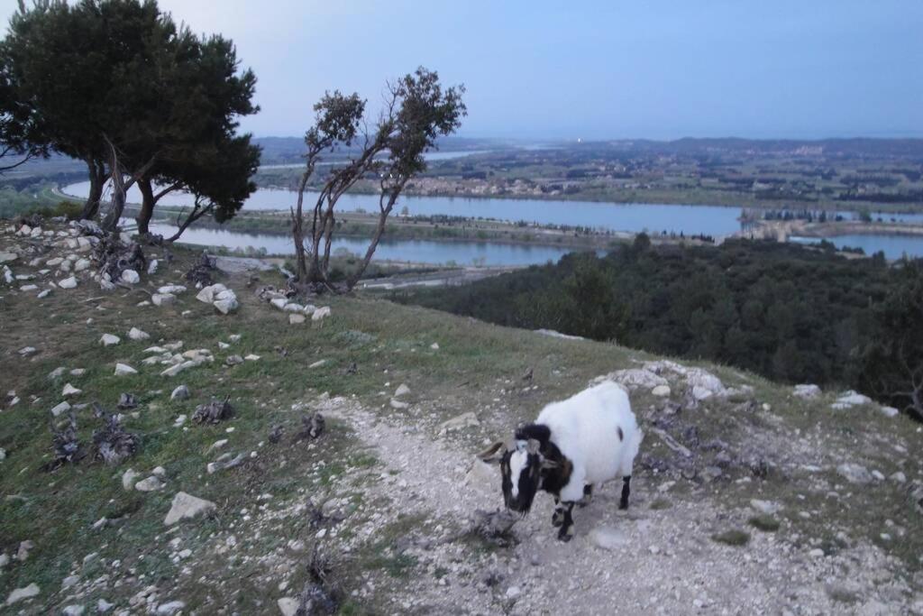 Le Mas De Lucien Entre Arles, Nimes, Avignon. Beaucaire  Kültér fotó